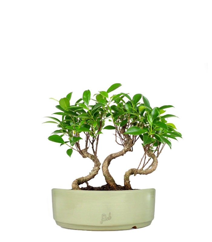 Ficus Boschetto M