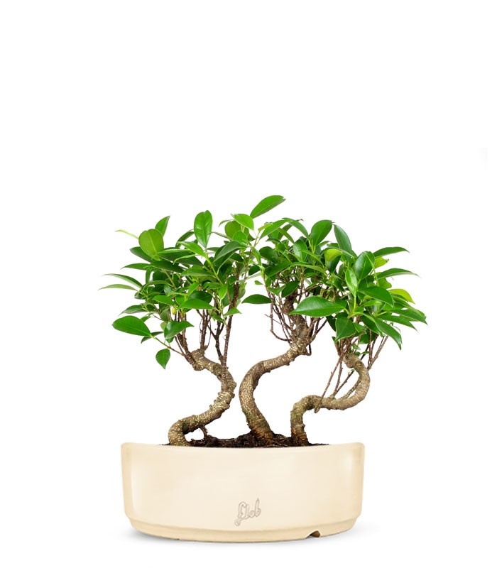 Ficus Boschetto M
