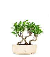 Ficus Boschetto M