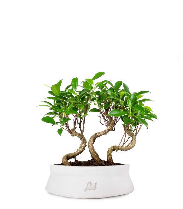 Ficus Boschetto M