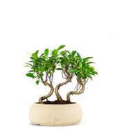 Ficus Boschetto M