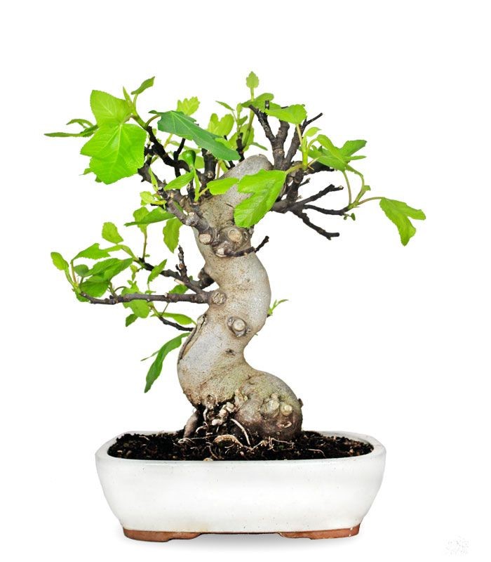Ficus Carica (Fico) esemplare 27 anni