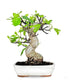 Ficus Carica (Fico) esemplare 27 anni