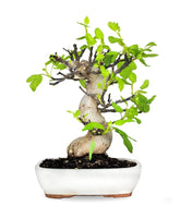 Ficus Carica (Fico) esemplare 27 anni