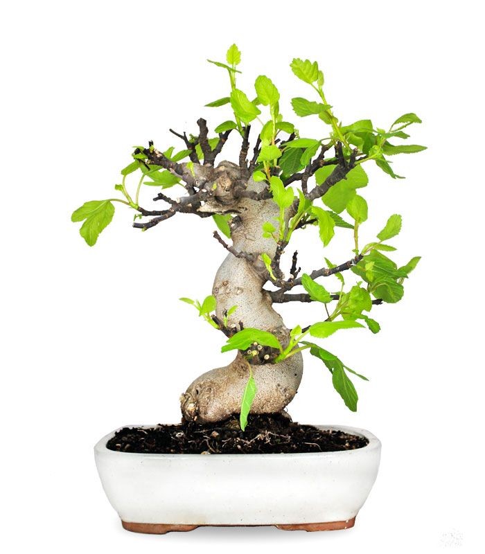 Ficus Carica (Fico) esemplare 27 anni