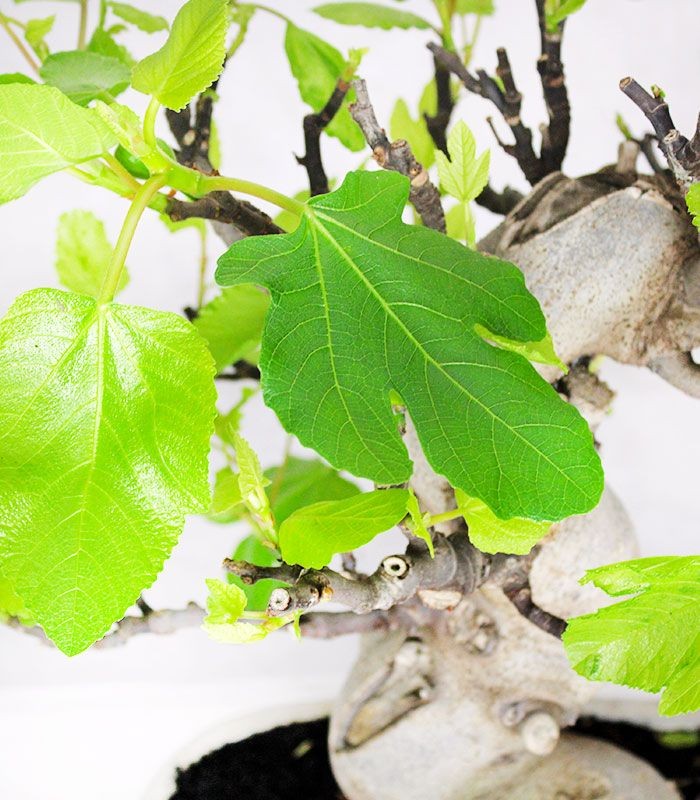 Ficus Carica (Fico) esemplare 27 anni
