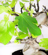 Ficus Carica (Fico) esemplare 27 anni