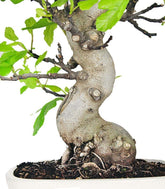 Ficus Carica (Fico) esemplare 27 anni