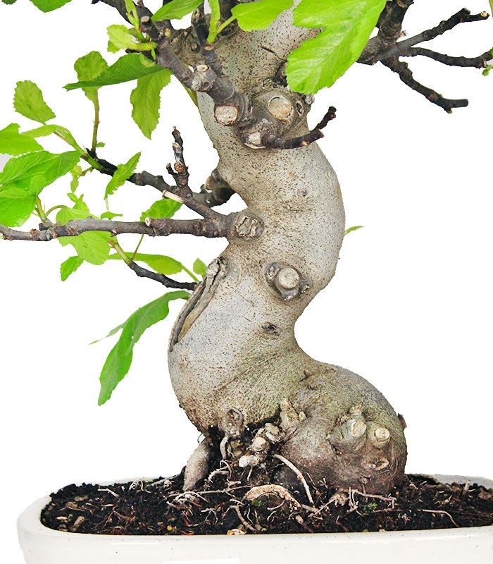 Ficus Carica (Fico) esemplare 27 anni