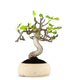 Ficus Carica Esemplare 1. 15 anni