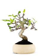 Ficus Carica Esemplare 1. 15 anni