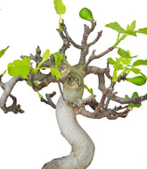 Ficus Carica Esemplare 1. 15 anni