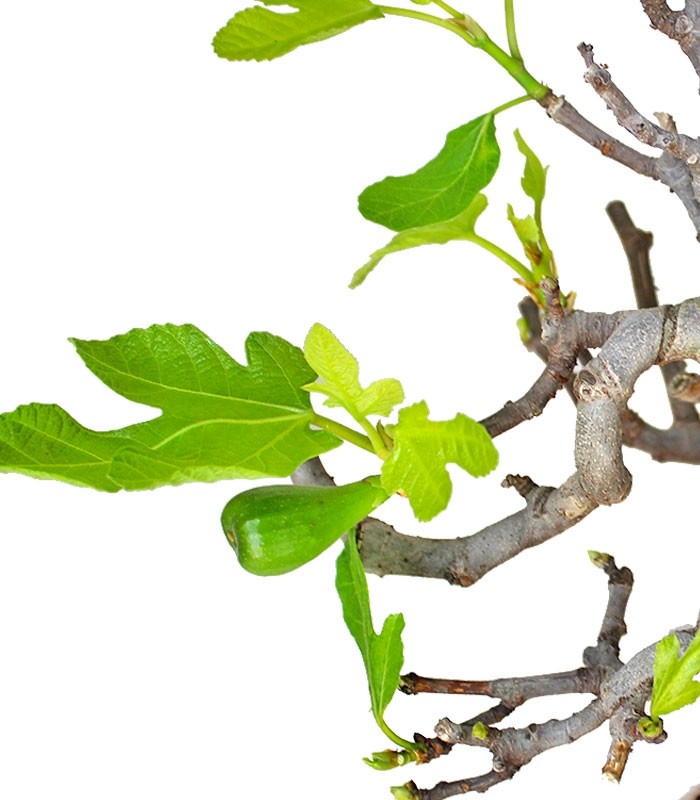 Ficus Carica Esemplare 1. 15 anni