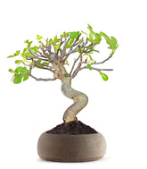 Ficus Carica Esemplare 2. 15 anni
