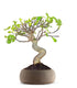 Ficus Carica Esemplare 2. 15 anni
