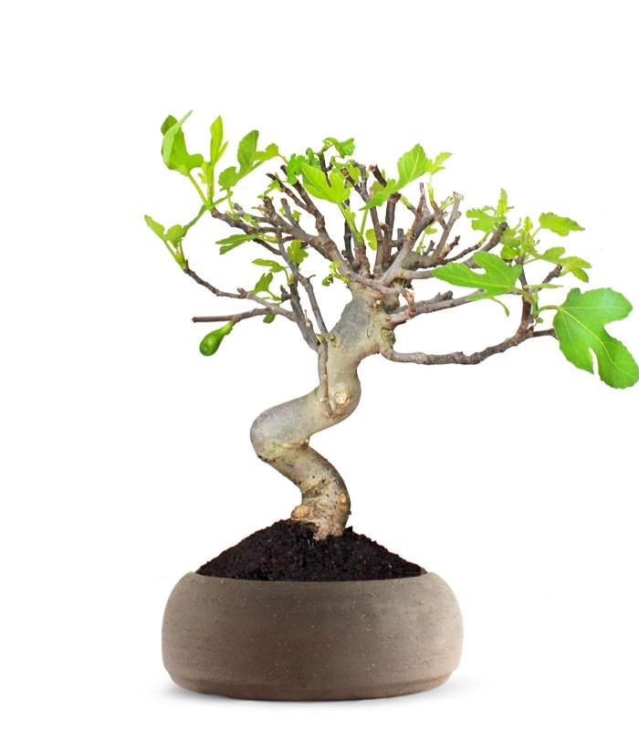 Ficus Carica Esemplare 2. 15 anni