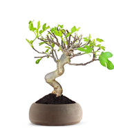 Ficus Carica Esemplare 2. 15 anni