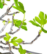 Ficus Carica Esemplare 2. 15 anni