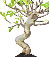 Ficus Carica Esemplare 2. 15 anni