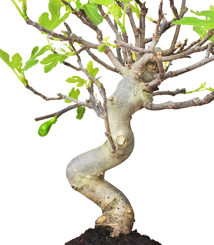 Ficus Carica Esemplare 2. 15 anni