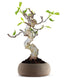 Ficus Carica Esemplare 3. 15 anni