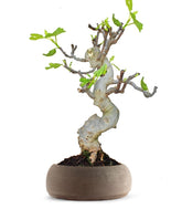 Ficus Carica Esemplare 3. 15 anni