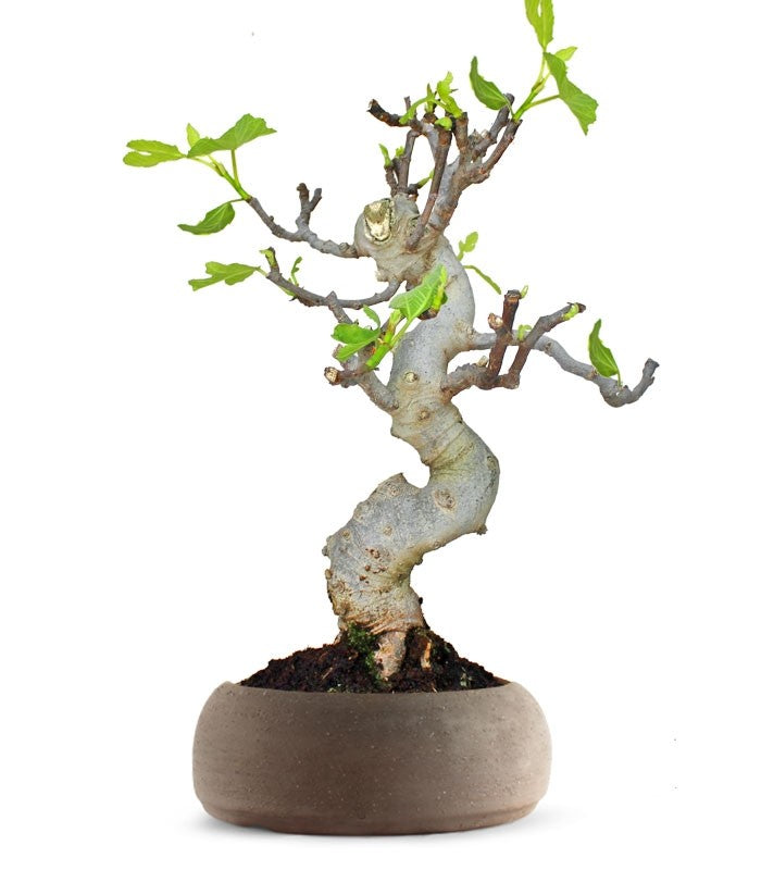 Ficus Carica Esemplare 3. 15 anni