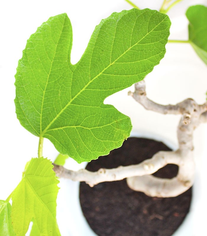 Ficus Carica Esemplare 3. 15 anni