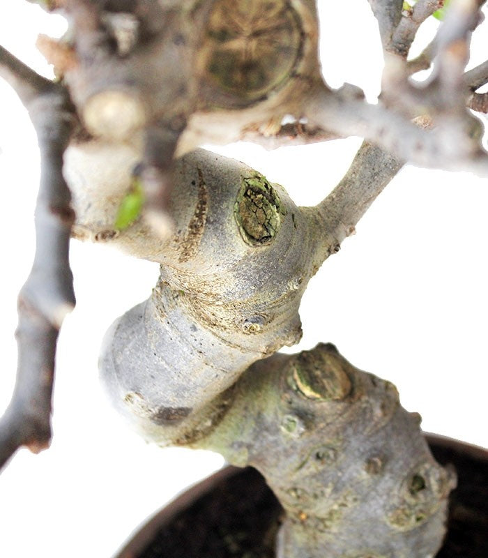 Ficus Carica Esemplare 3. 15 anni