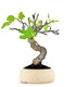 Ficus Carica Esemplare 4. 15 anni