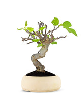 Ficus Carica Esemplare 4. 15 anni