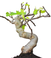 Ficus Carica Esemplare 4. 15 anni