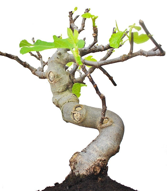 Ficus Carica Esemplare 4. 15 anni