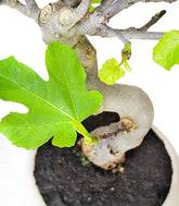 Ficus Carica Esemplare 4. 15 anni