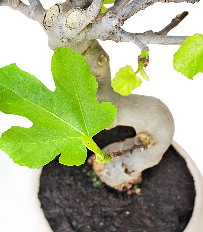 Ficus Carica Esemplare 4. 15 anni