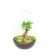 Ficus ginseng uovo in vetro