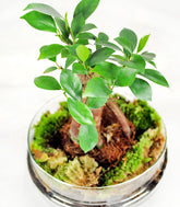 Ficus ginseng uovo in vetro
