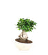 Ficus ginseng vaso ciotola in terracotta