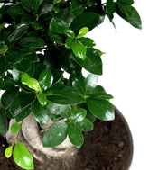Ficus ginseng vaso ciotola in terracotta