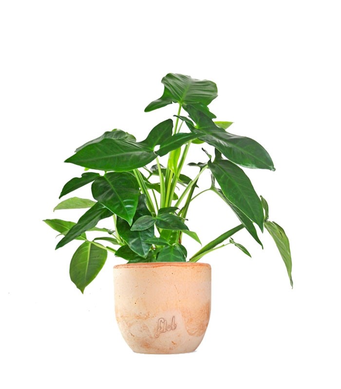 Filodendro Barrosanum