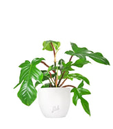 Filodendro squamiferum