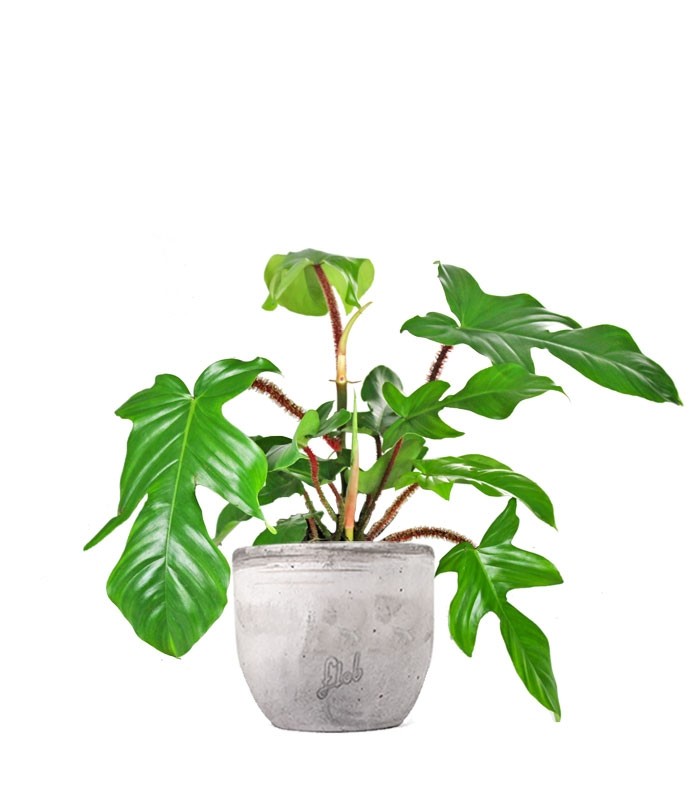 Filodendro squamiferum