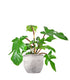 Filodendro squamiferum