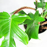 Filodendro squamiferum