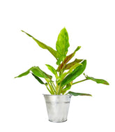 Filodendro Subhastatum