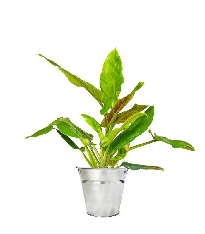 Filodendro Subhastatum
