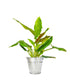 Filodendro Subhastatum