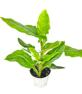 Filodendro Subhastatum