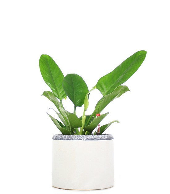 Filodendro verde idrocoltura