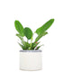 Filodendro verde idrocoltura